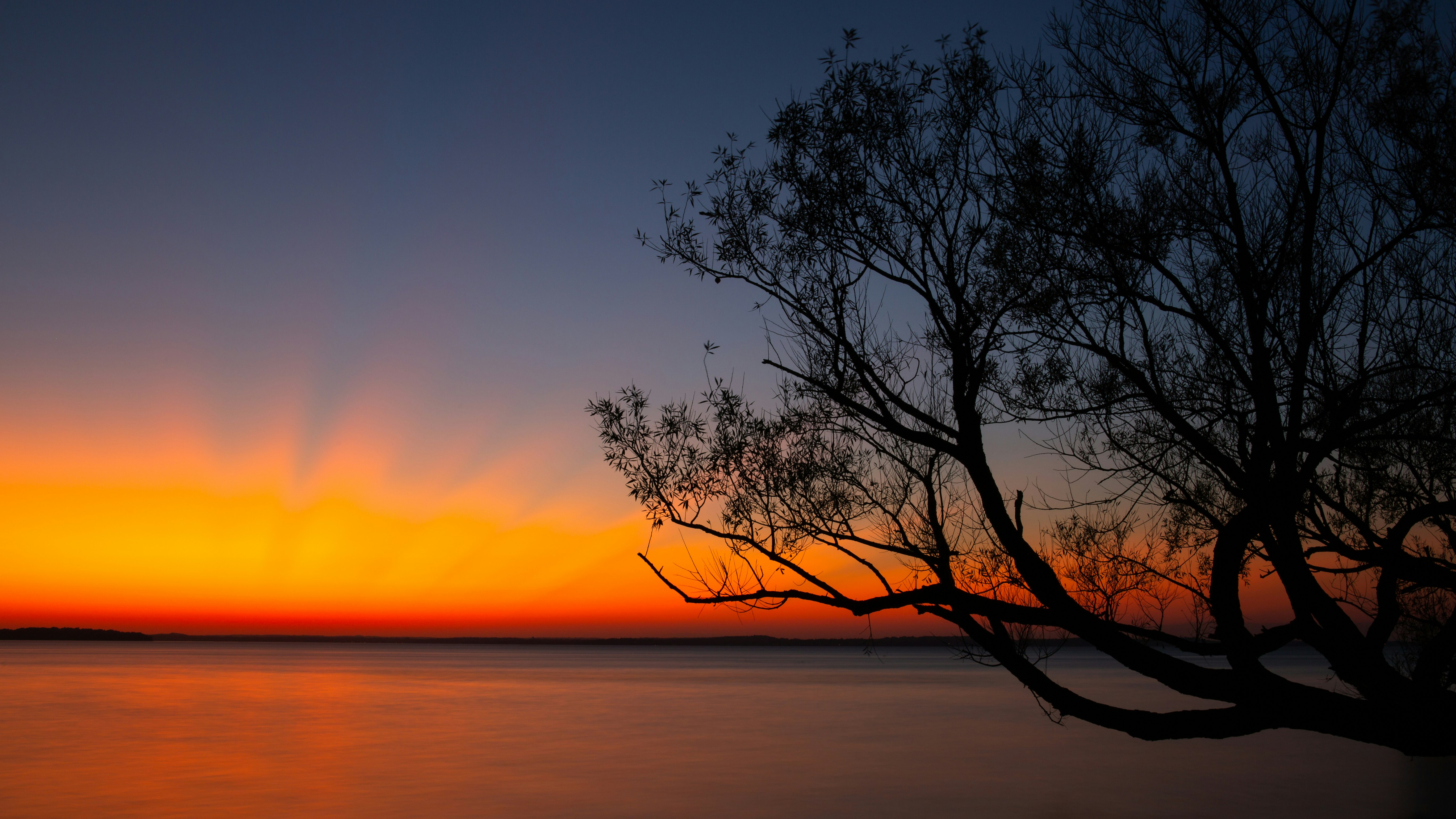 silhouette photography of tree